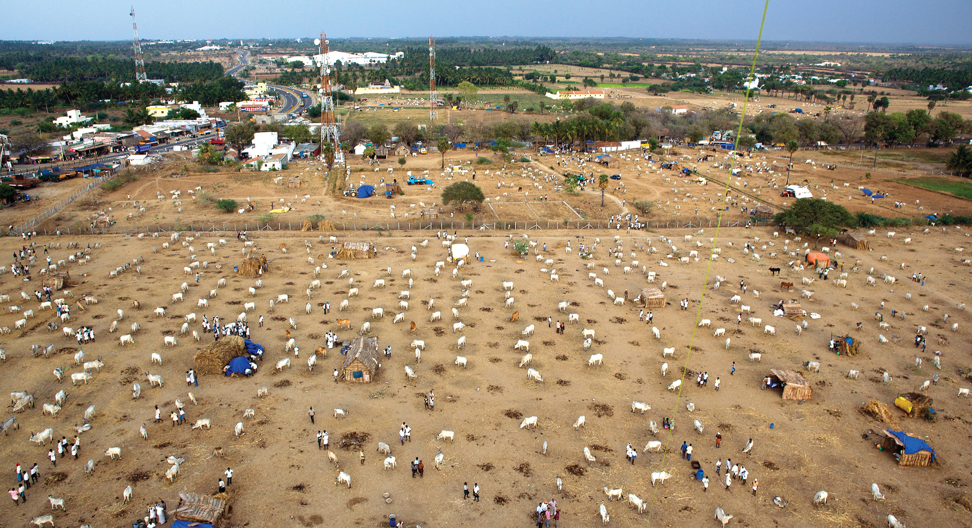 How the Jallikattu ban threatens indigenous cattle breeds and rural livelihoods in Tamil Nadu