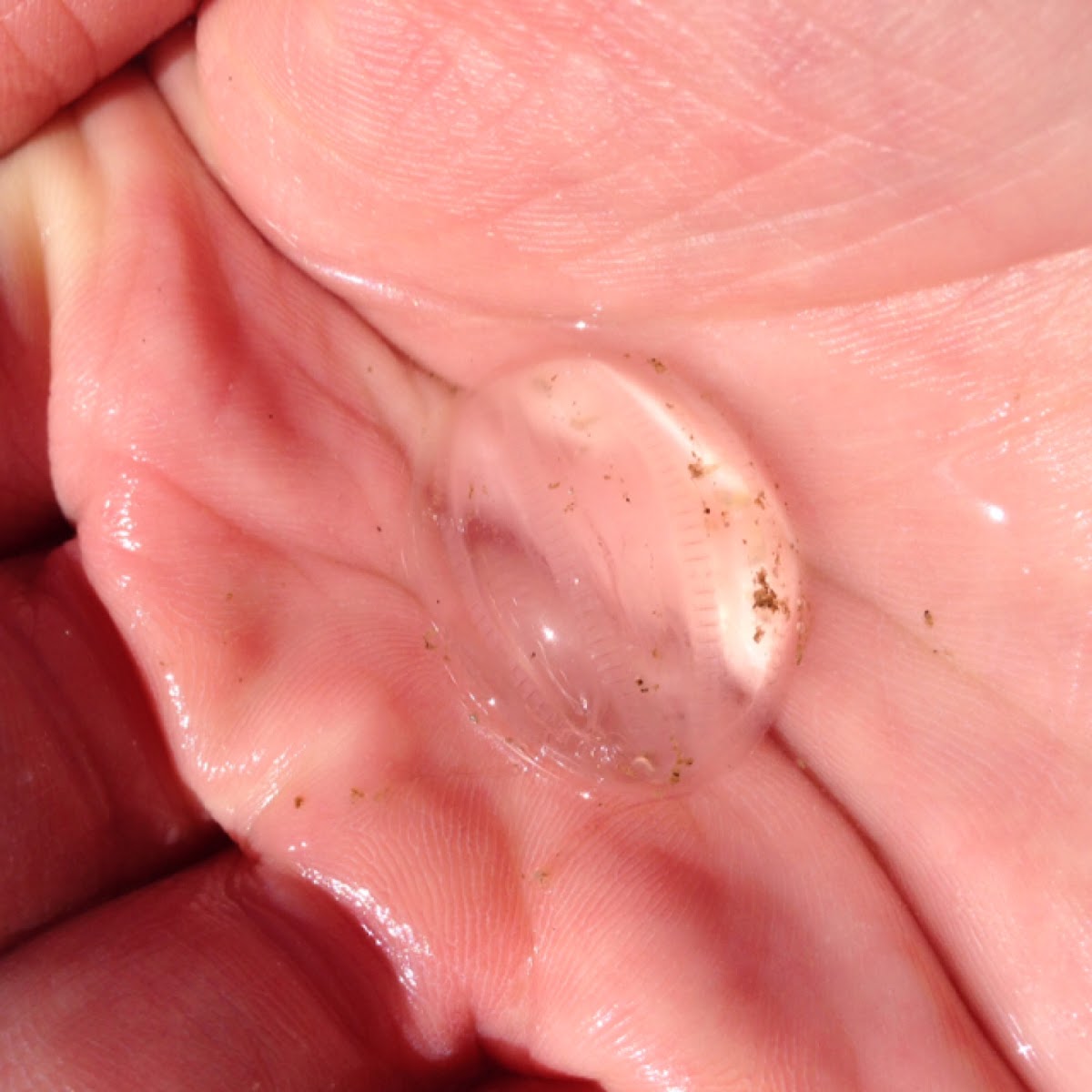 Sea gooseberry