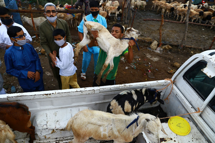 Salim Omar struggles to get a goat onto a pick-up truck at Mambuzi area of Memon on Friday