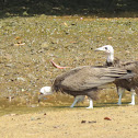 Hooded Vulture