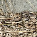 Eastern Yellow-Bellied Racer - juvenile