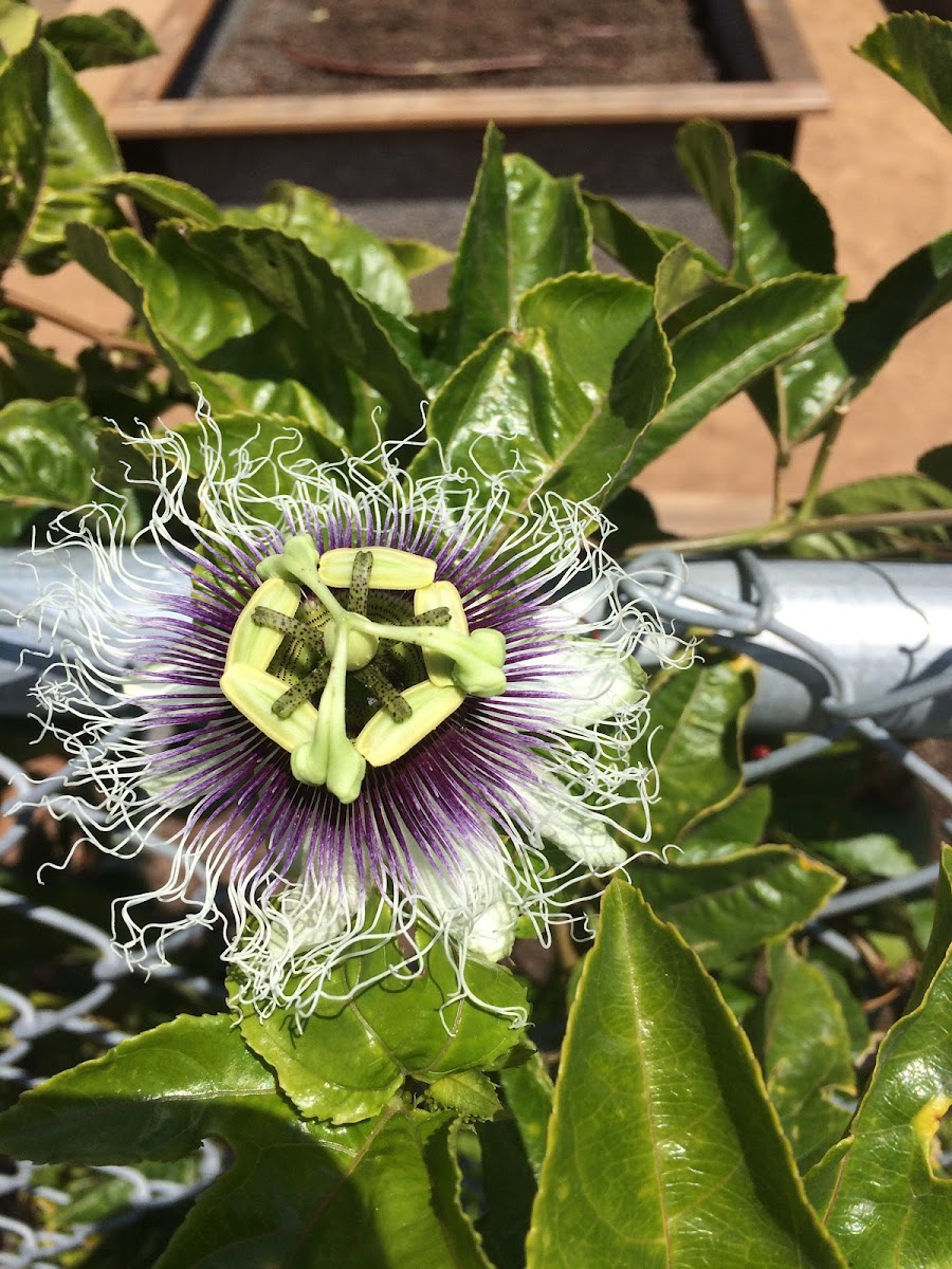 Passion Fruit flower