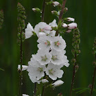 Meadow checker-mallow