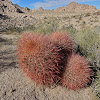 California barrel cactus