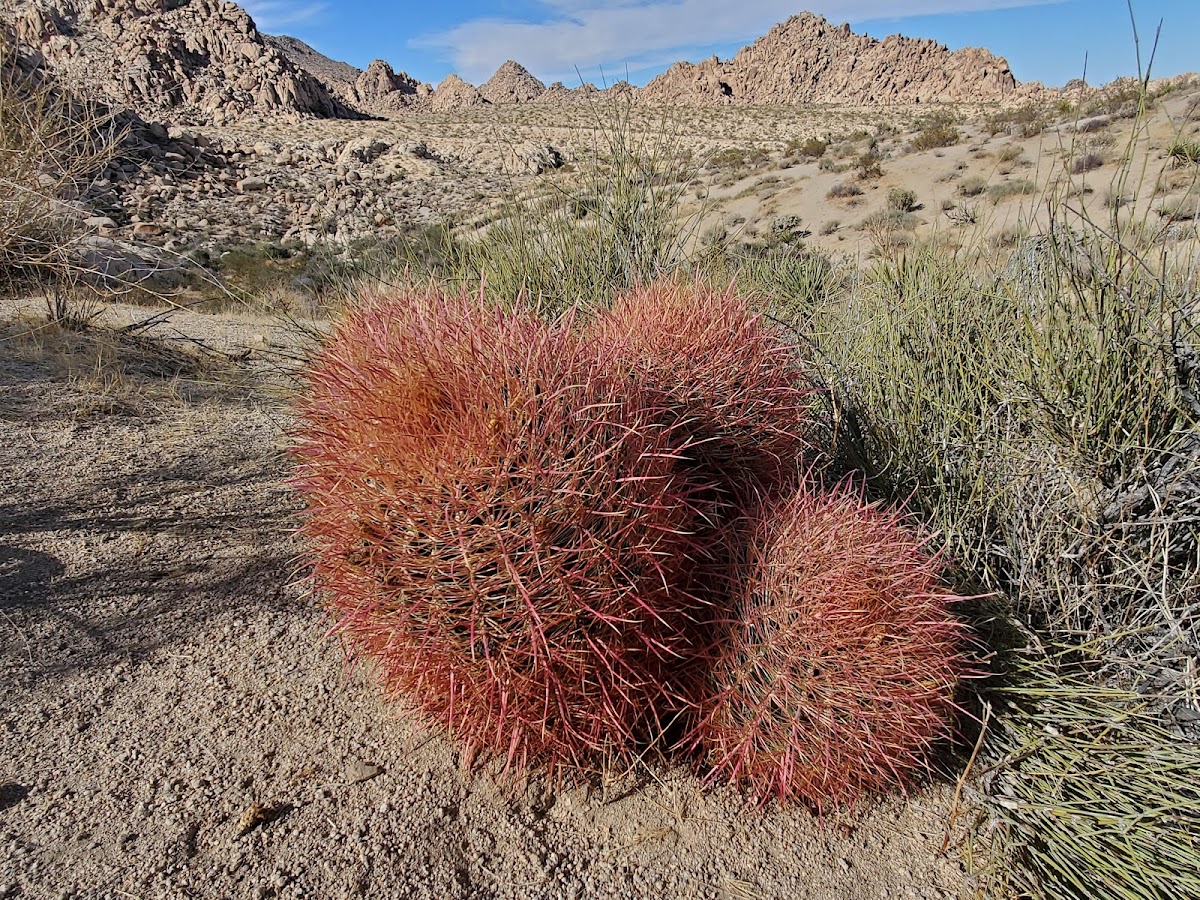 California barrel cactus