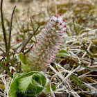 Arctic Willow