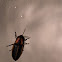 Lightning Bug/Firefly