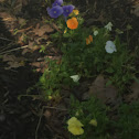 Violas