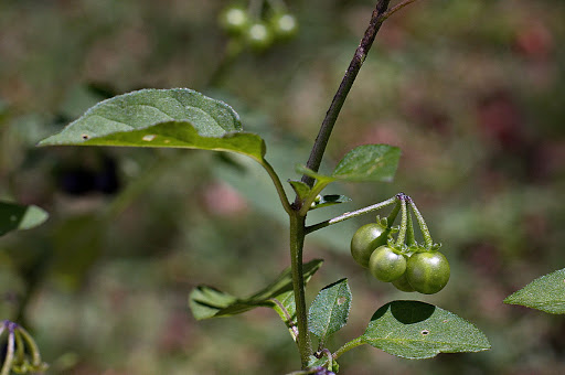 Solanum nigrum