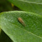 Willow Psyllid