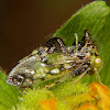 Treehopper