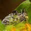 Treehopper