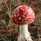 Amanita mushroom