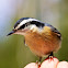 Red-breasted nuthatch