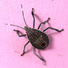 Shield Bug (nymph)