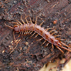 Brown Centipede