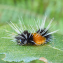 Spotted Tussock Moth Caterpillar