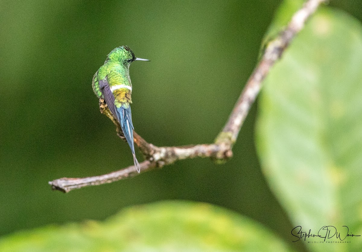 Green Thorntail Hummingbird