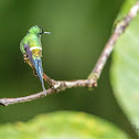 Green Thorntail Hummingbird