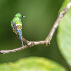 Green Thorntail Hummingbird