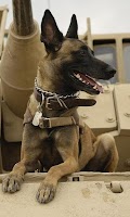 Belgian Malinois Wallpapers Screenshot