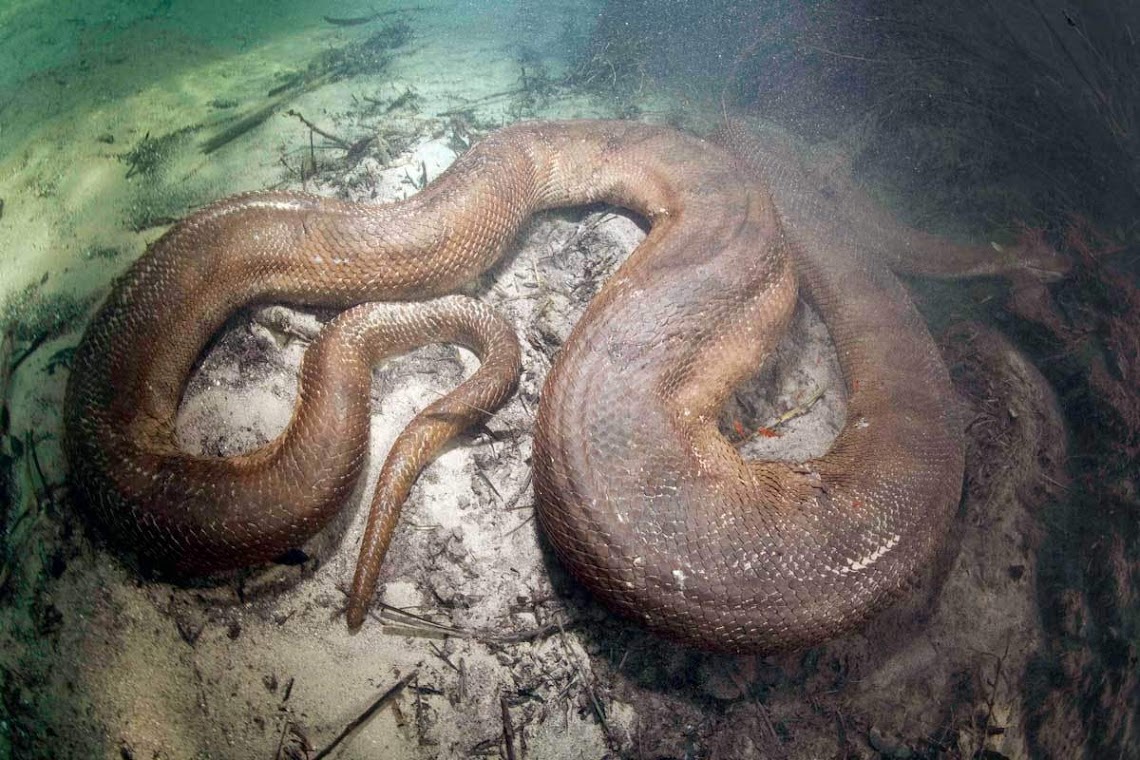 Anacondas e pítons, as grandes cobras do mundo