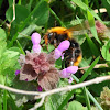 Common Carder Bee