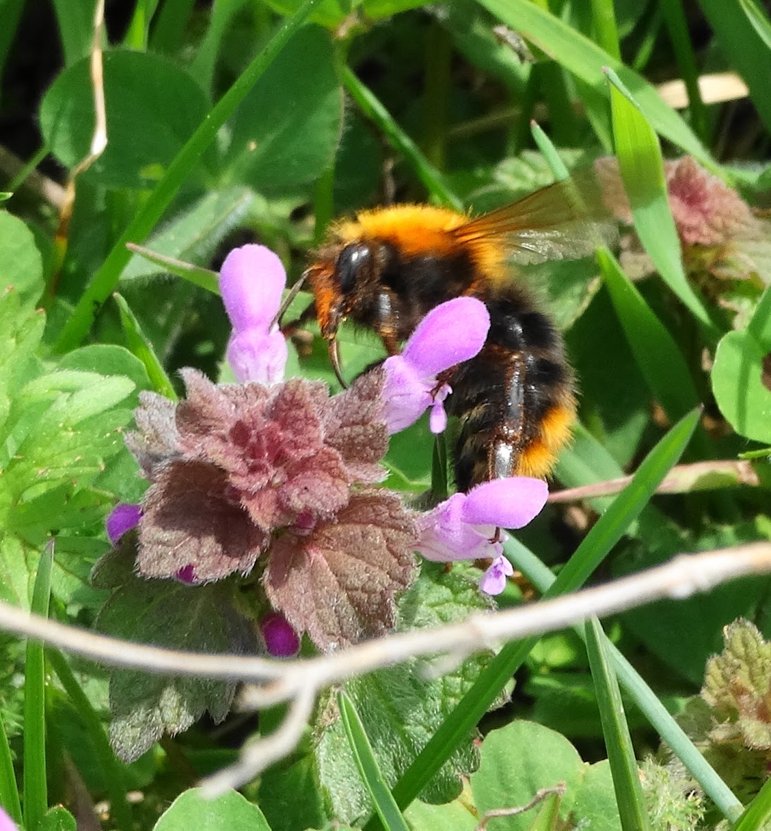 Common Carder Bee