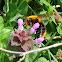 Common Carder Bee