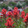 Indian Paintbrush