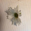 Common Daisy ( Flower )