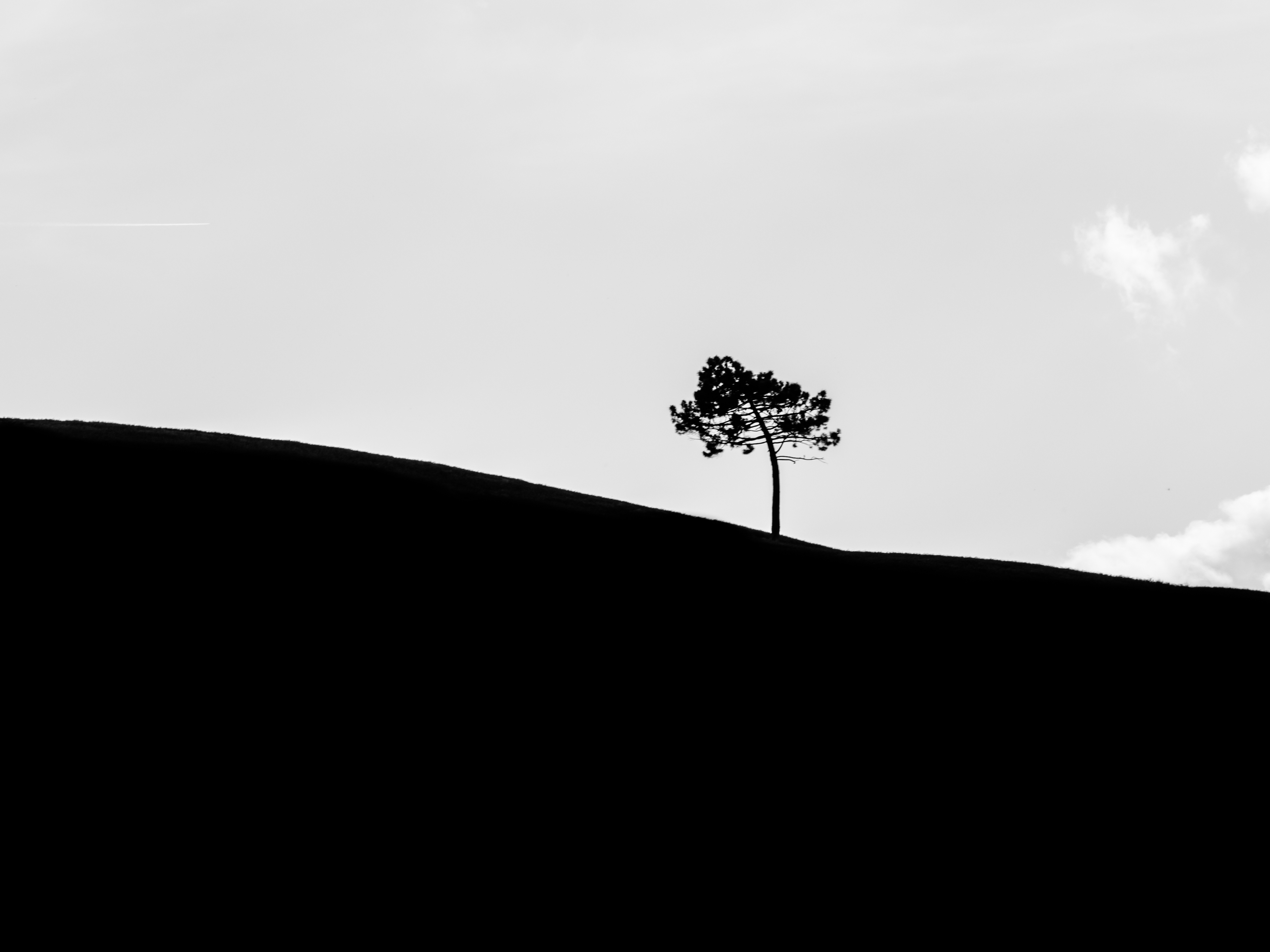 L'albero del filosofo di VIC61