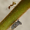 Cixiid Planthopper