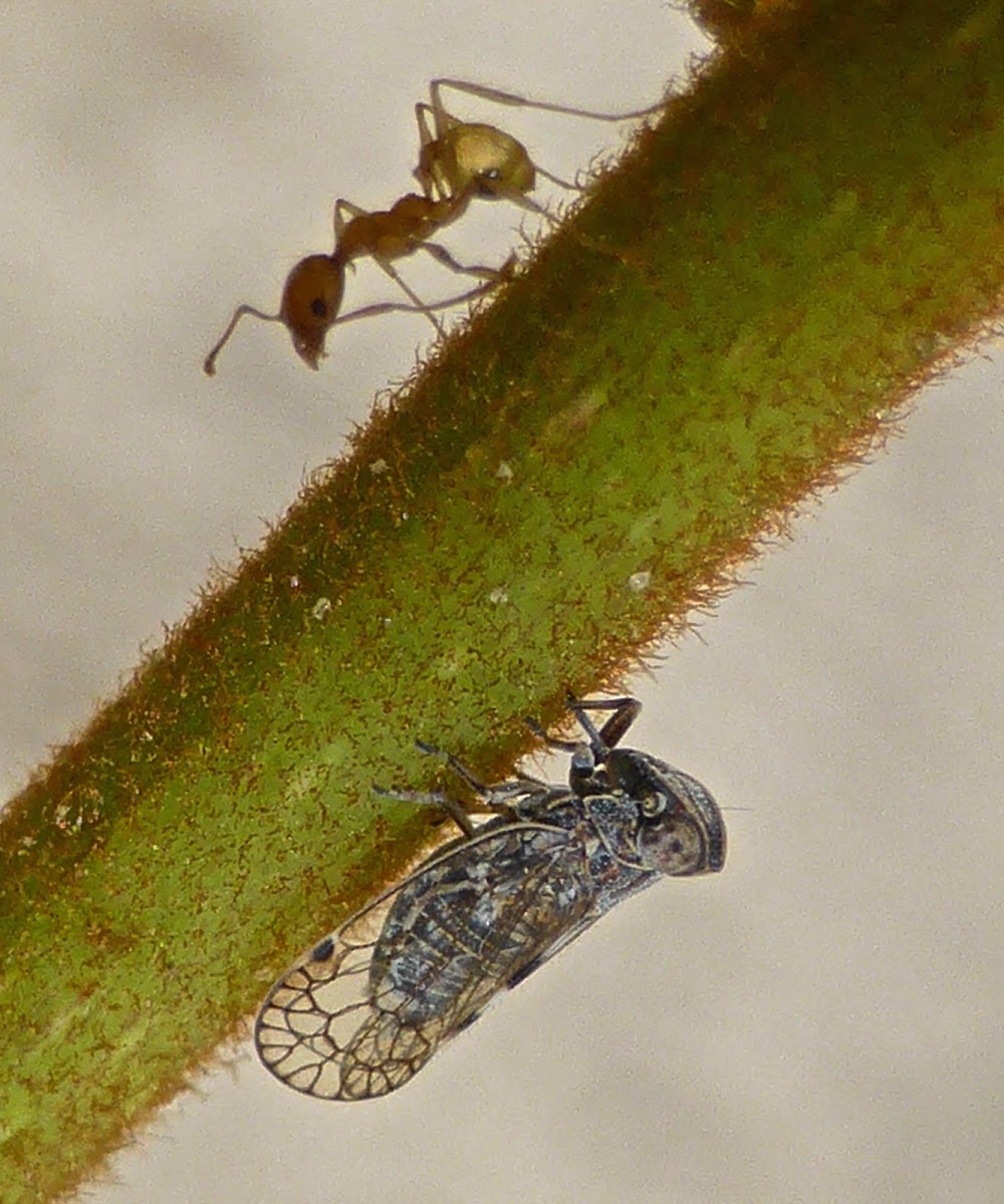 Cixiid Planthopper