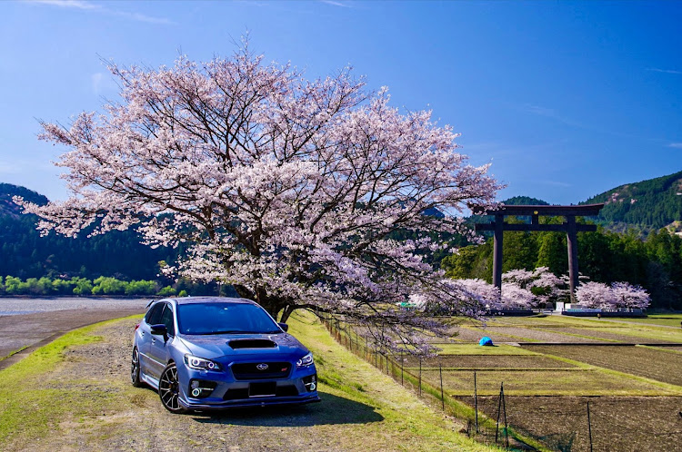 レヴォーグの自分で撮ったベストショットTOP3・桜とコラボ・桜と愛車に関するカスタム事例の投稿画像2枚目