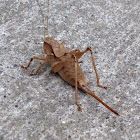 Short-legged Shield-back katydid