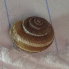 Unknown Spotting ( Snail )