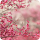 Download Spring Wallpaper For PC Windows and Mac 1.0