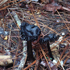 Blackening Waxcaps