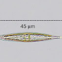 Epilithic Diatom