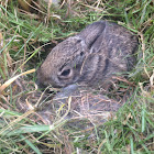 Eastern cottontail rabbit