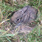 Eastern cottontail rabbit