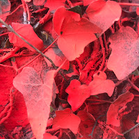 Nature in red di 