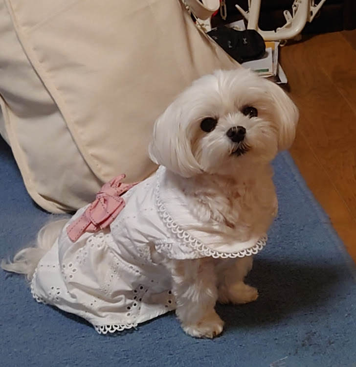 マーティ。さんが投稿した愛犬紹介・サラちゃん・ドレス・マルチーズに関するカスタム事例の投稿画像1枚目