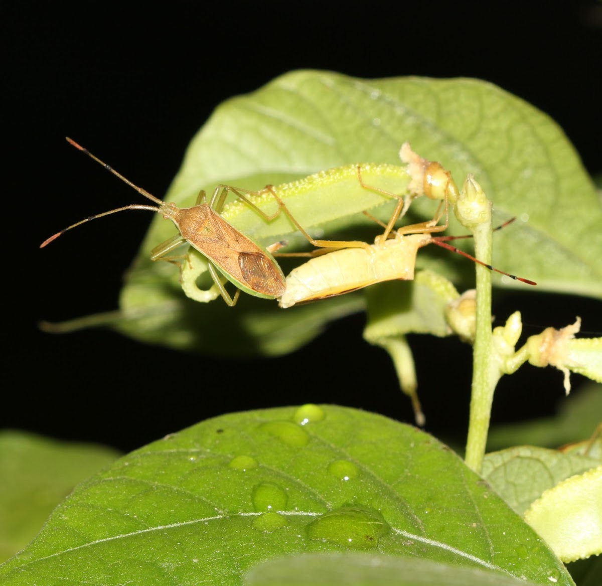 Leaf-footed Bug