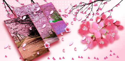  Download  Gambar Bunga  Sakura  Bergerak 