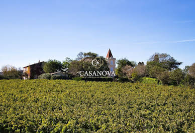 Vineyard 4