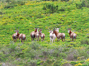 Intle Boutique Hotel is surrounded by 800ha of nature and is home to several mammal species.