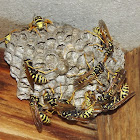 European Paper Wasp