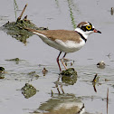 Little-ringed Plover